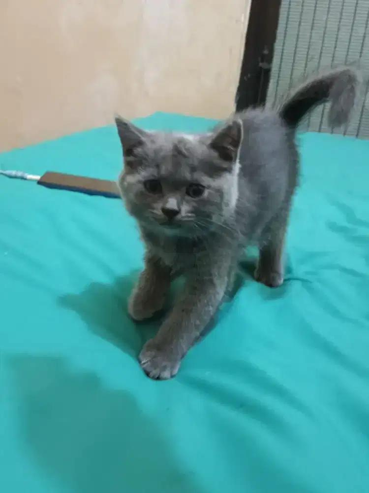 British shorthair betina kitten