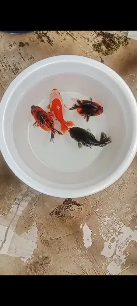 Koki ost jawa 4 ekor