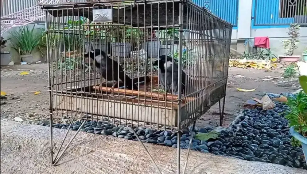 poksay hongkong sepasang betina ekor bondol lagi dokor