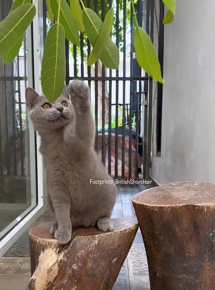 Kitten BSH Kucing British Short Hair