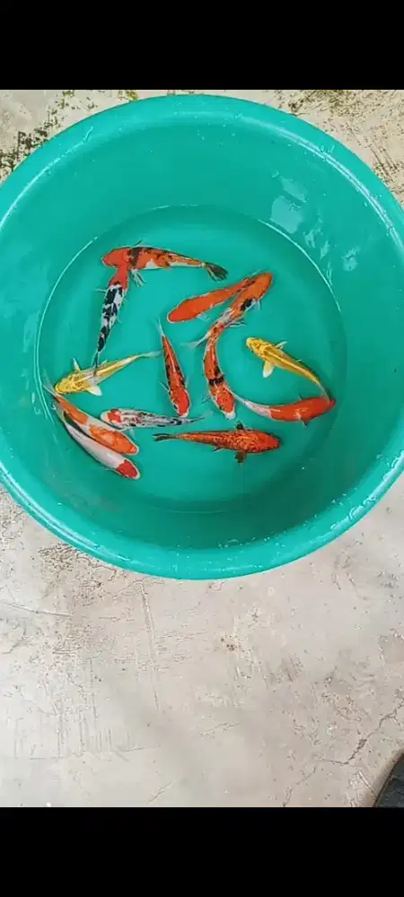 Koi mix 13 ekor