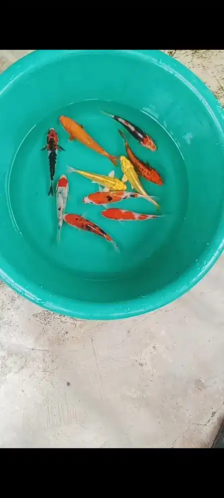Koi paketan 10 ekor