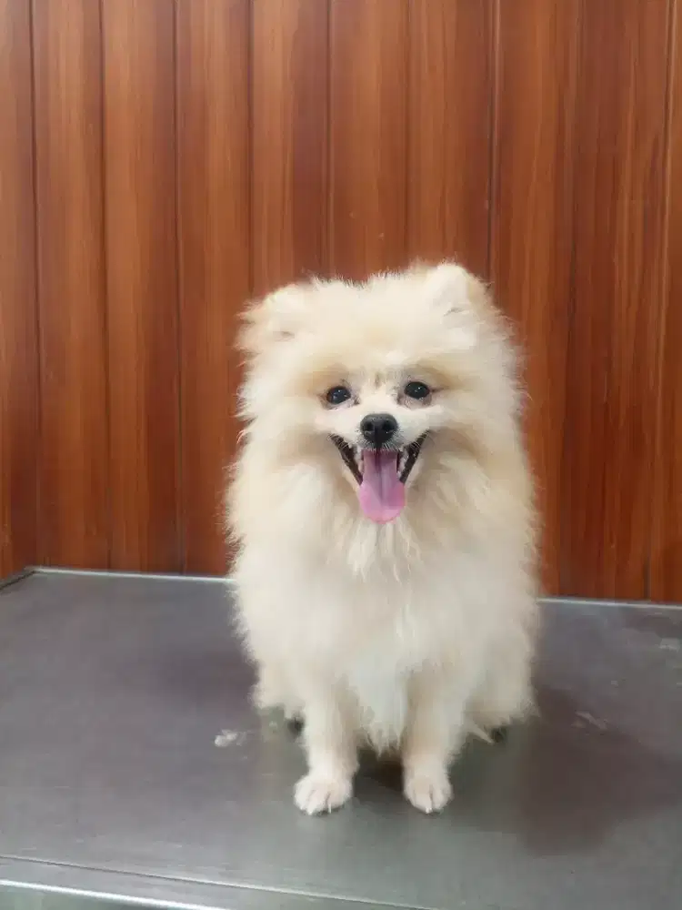 Doggy minipom jantan