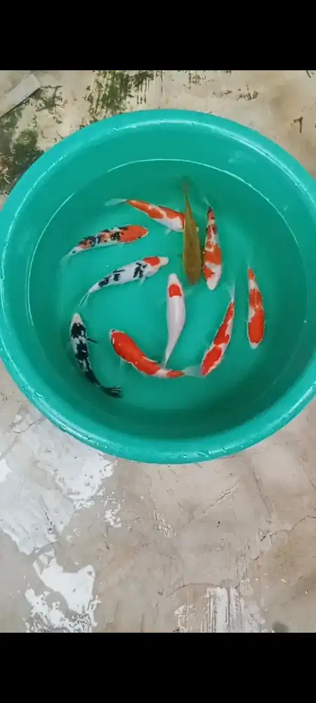 Koi paketan josss