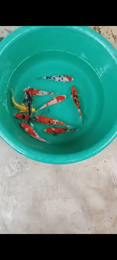Koi  MIX 10 ekor