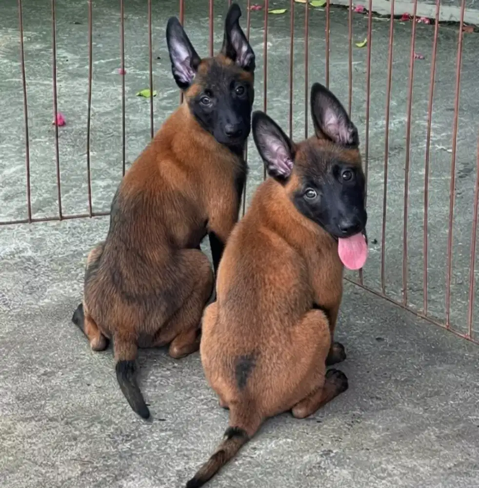 DIJUAL ANJING BELGIAN MALINOIS