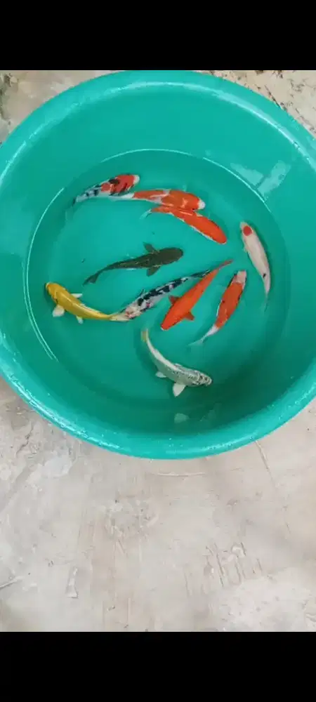 Koi mix mantap 10 ekor