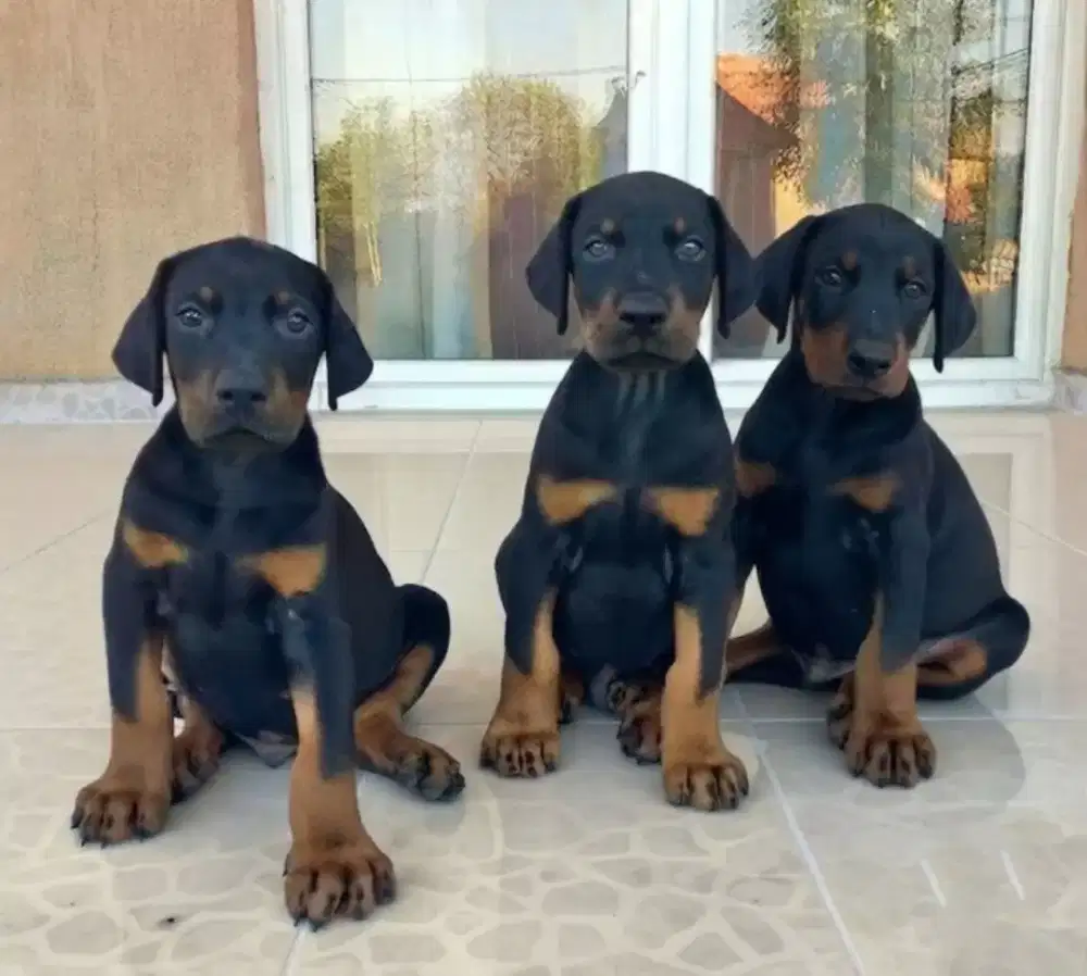 DIJUAL ANJING DOBERMAN