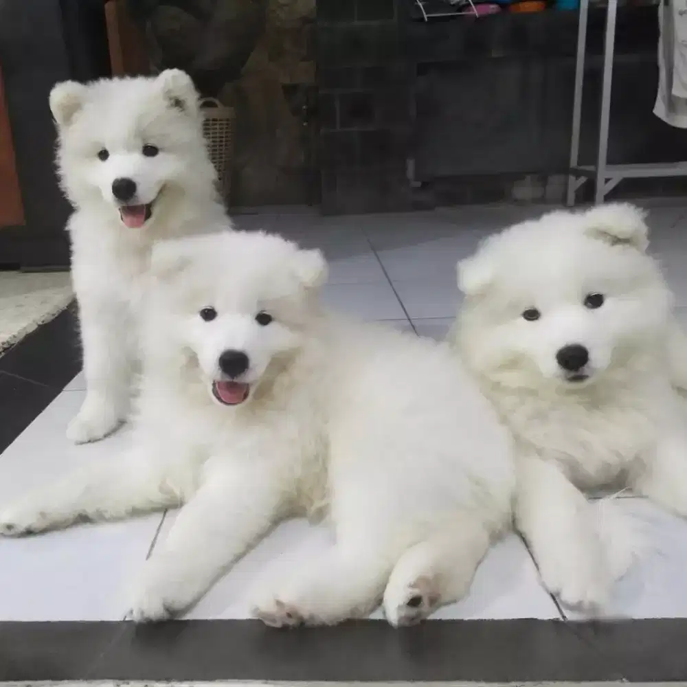 DIJUAL ANJING SAMOYED