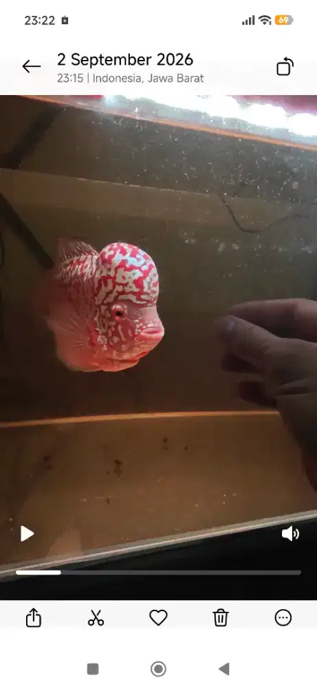 Louhan Kamfa merah merona