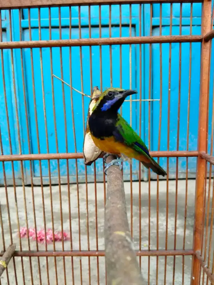 cucakcungko gacor minus kuku pendek 1