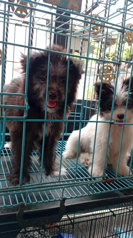 Anak Anjing shih tzu