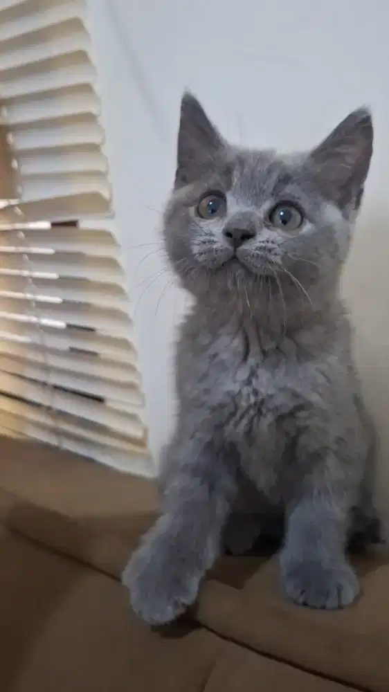 BSH kitten Jantan