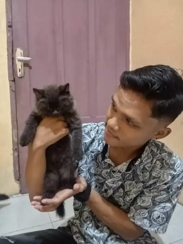 Jual kucing persian medium
