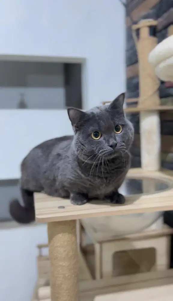 Munchkin British Shorthair Blue Solid Jantan
