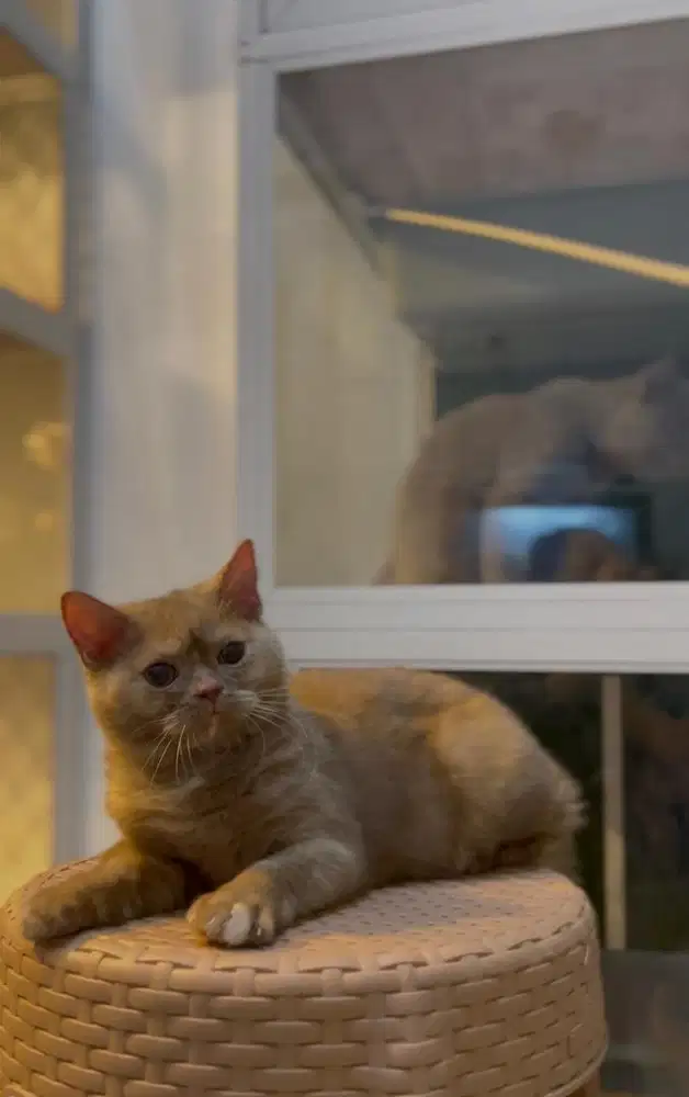 British Shorthair Cinnamon Tortie betina