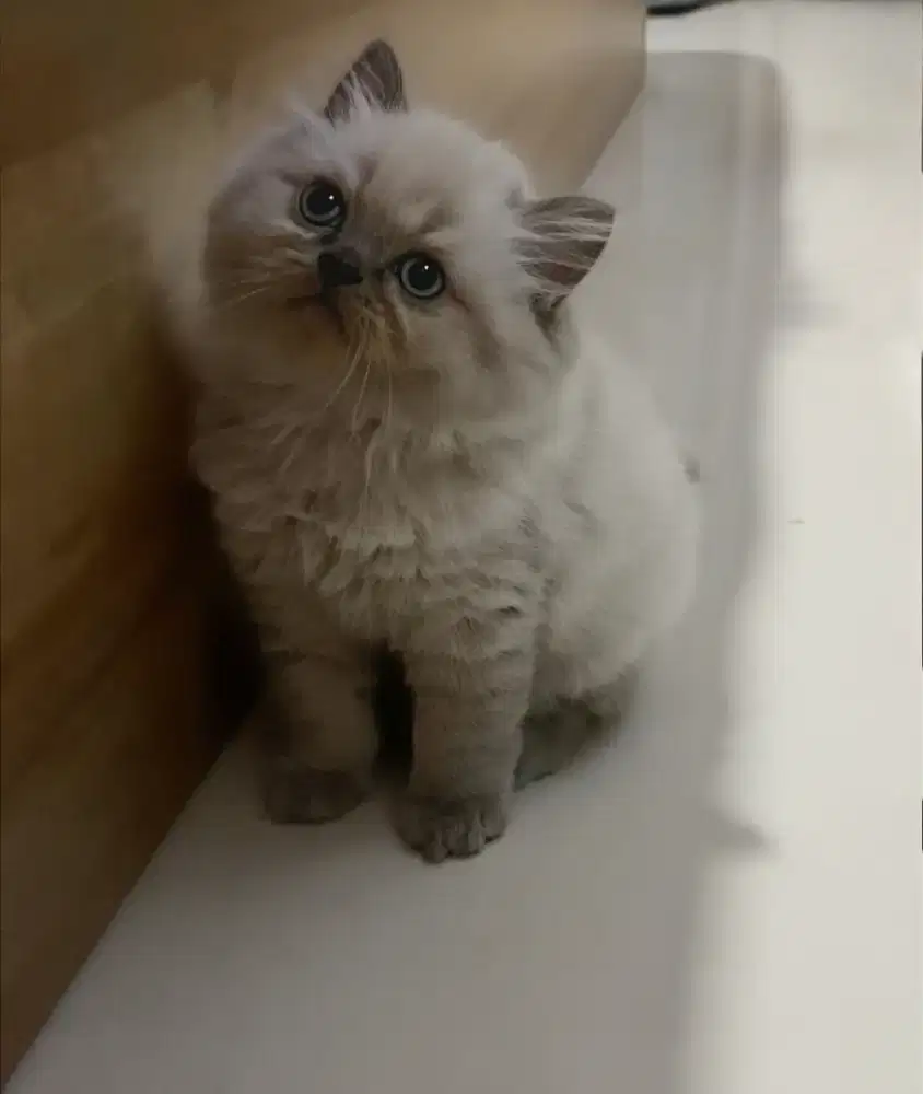 BSH sealpoint X himalaya sealpoint jantan 2,5bln