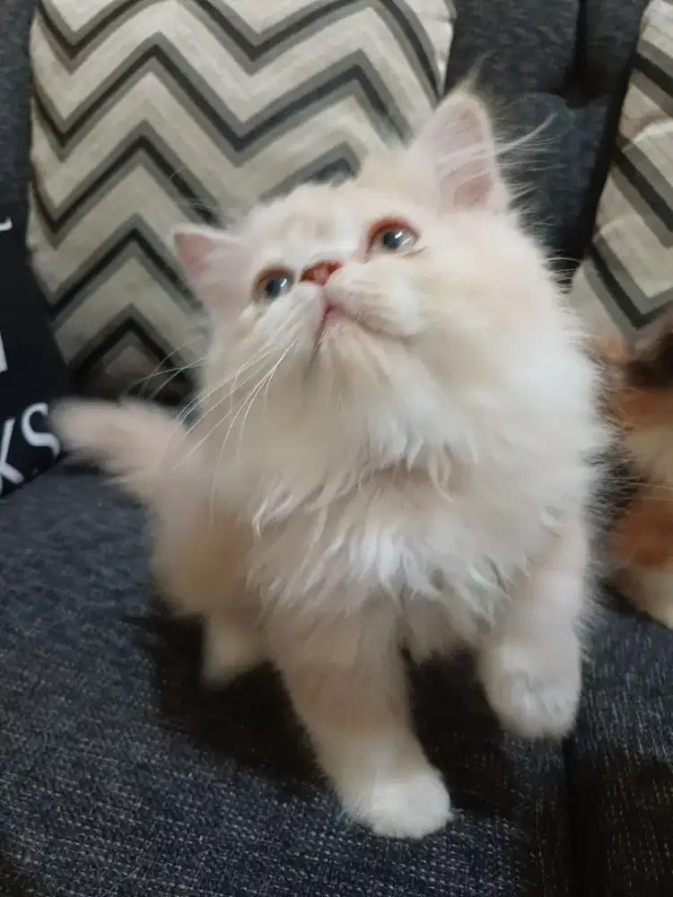 Kitten persia long hair mix ragdol