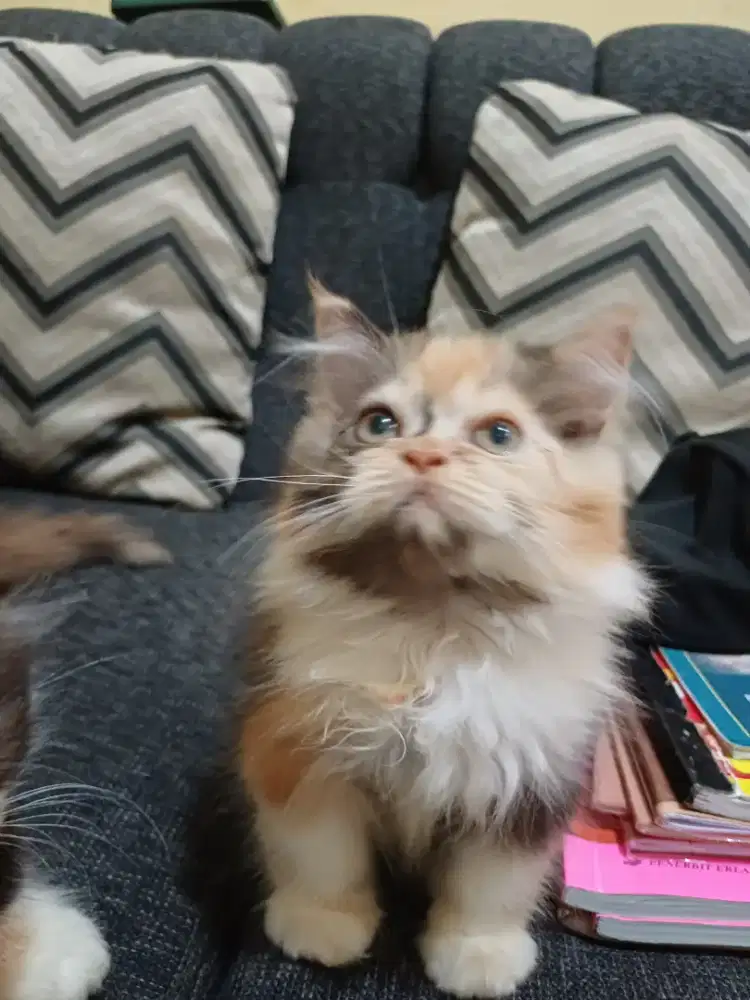 Kitten persia calico longhair betina