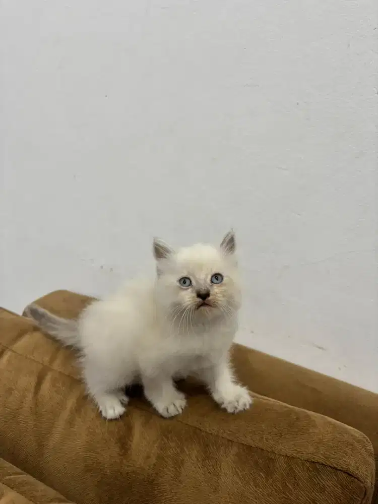 Kucing Persia Himalaya