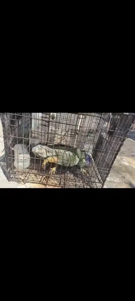 Jual iguana Green