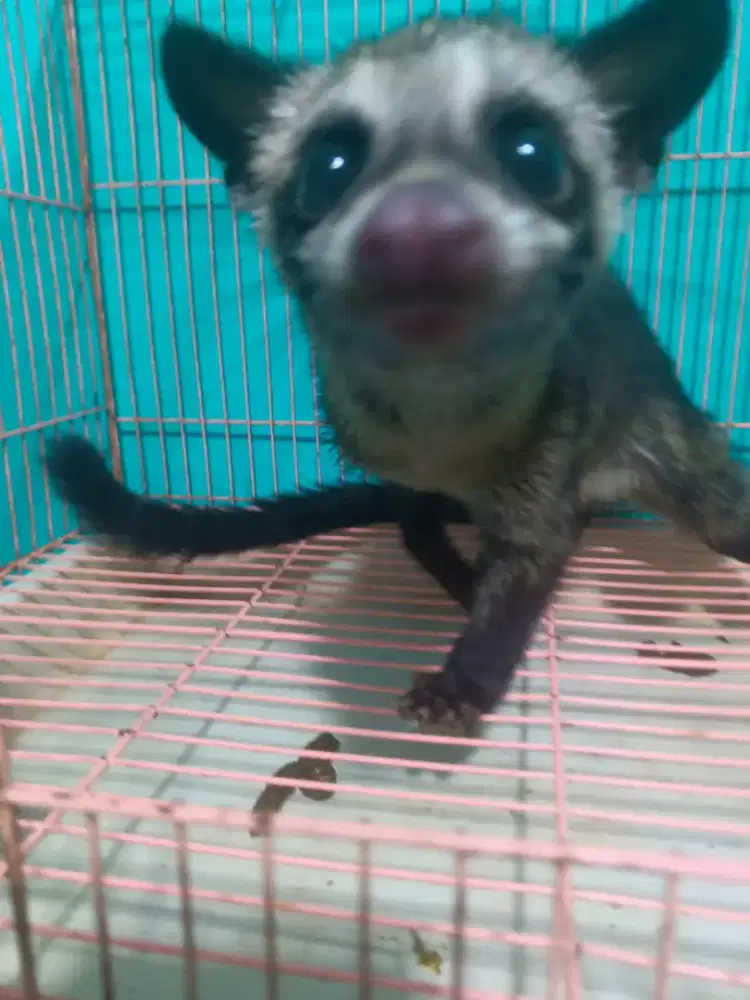 Musang pandan usia 2 blann
