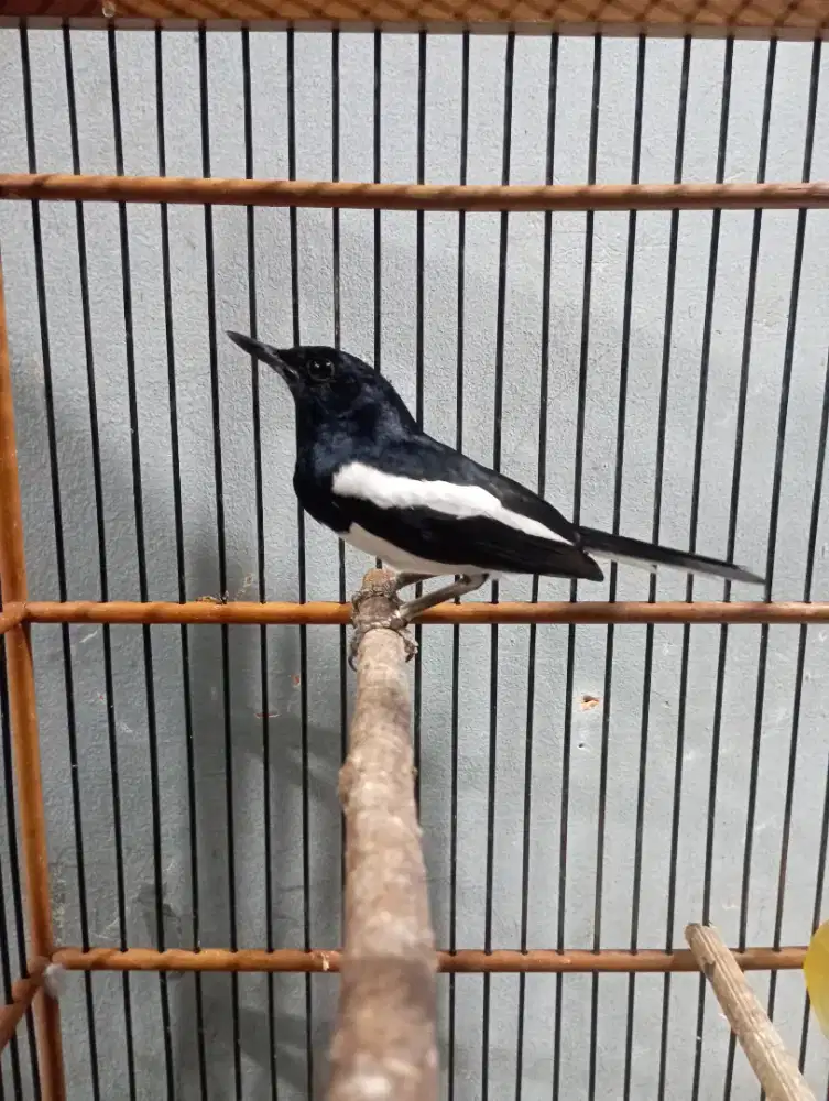 Burung kacer Gacor dor volume kencang