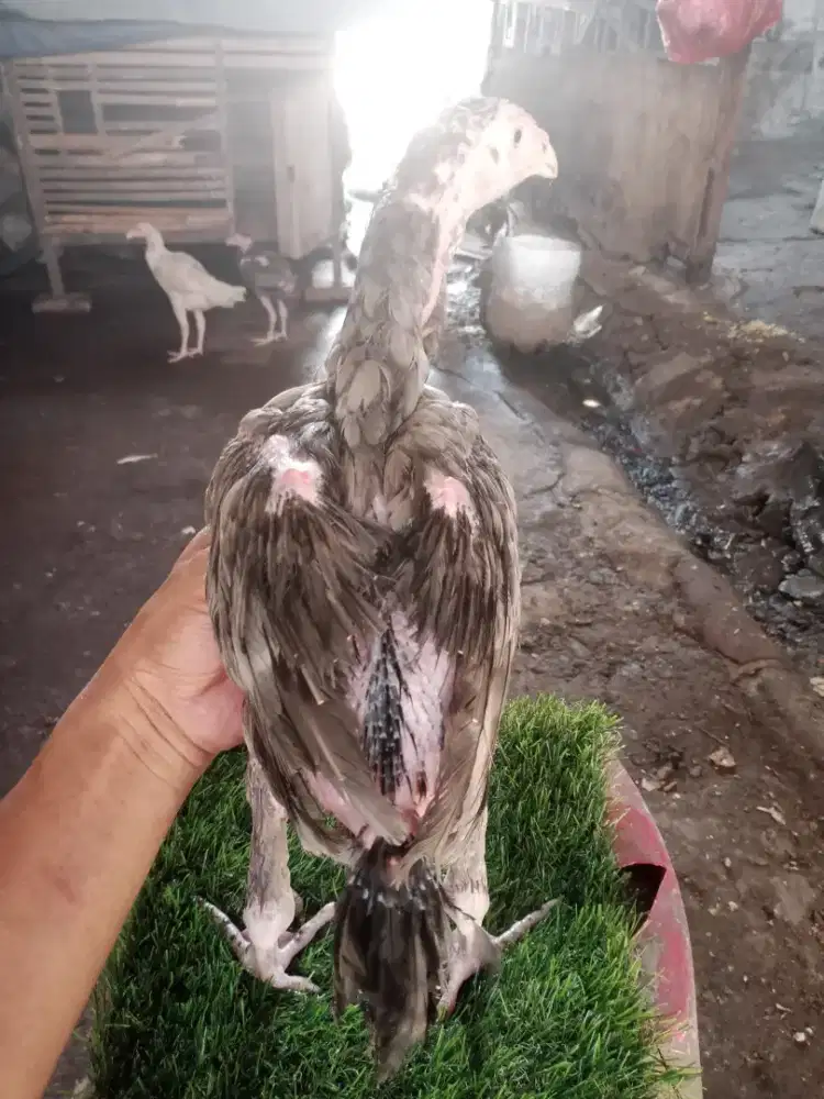 Pitik bangkok kelabu