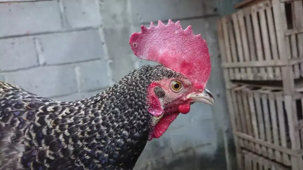 Ayam Bekisar Muda