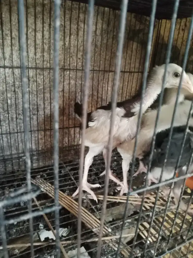 Pitik bangkok 4 ekor