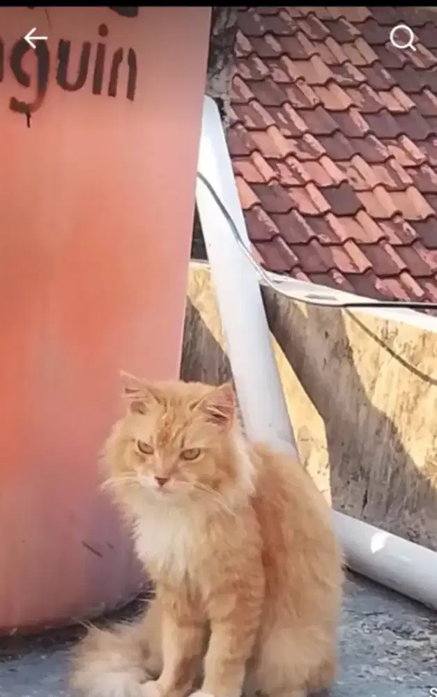 Anak kucing anggora