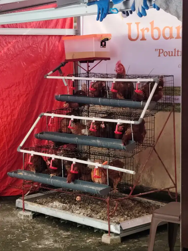 Kandang Ayam Petelur + Ayam 14 Ekor