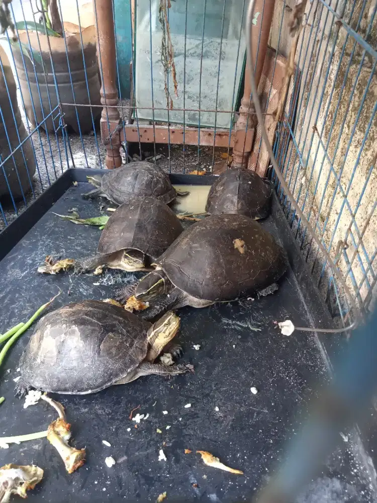 Kura kura ambon