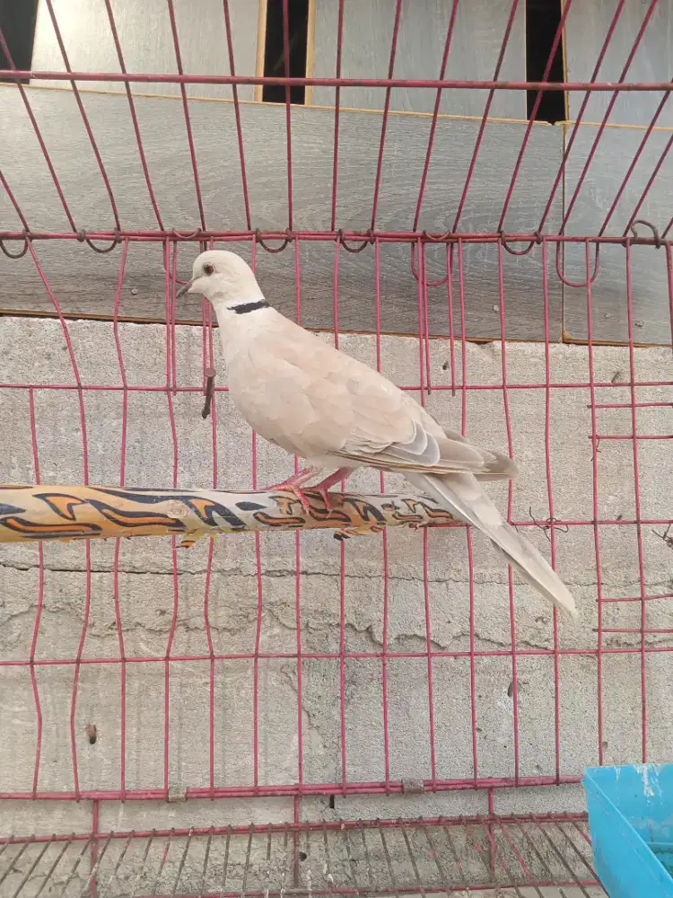 Burung puter pelung gacor