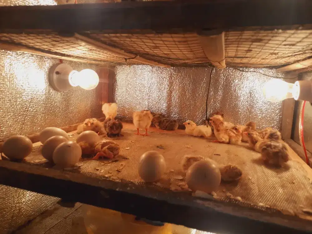 Ayam kampung dwiguna