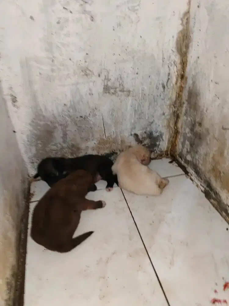 Anak anjing cantik
