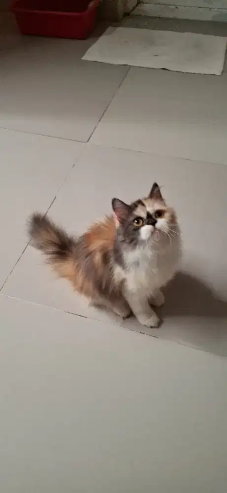 Persia calico betina ting ting