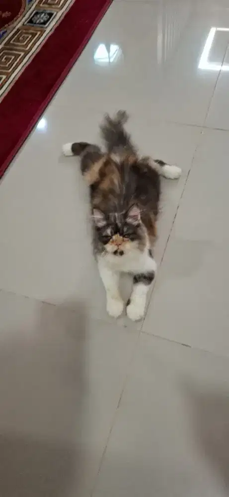 Betina calico 11 bln