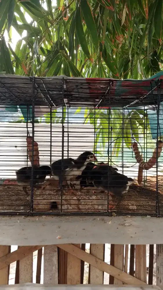 Pitikan Ayam Campuran