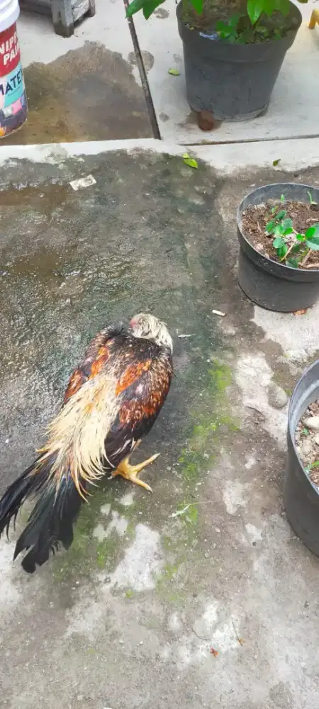 Ayam jago Bangkok umur 6bulan