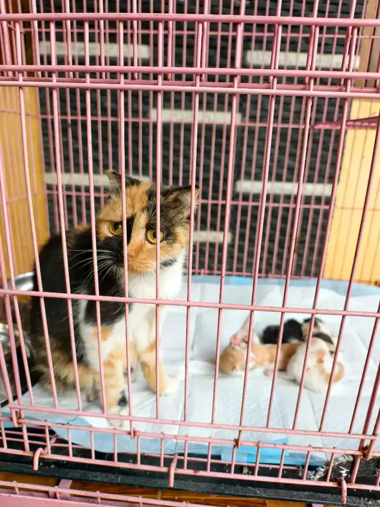 Scottish fold betina + 6 kitten yg 2 cebol munchkin