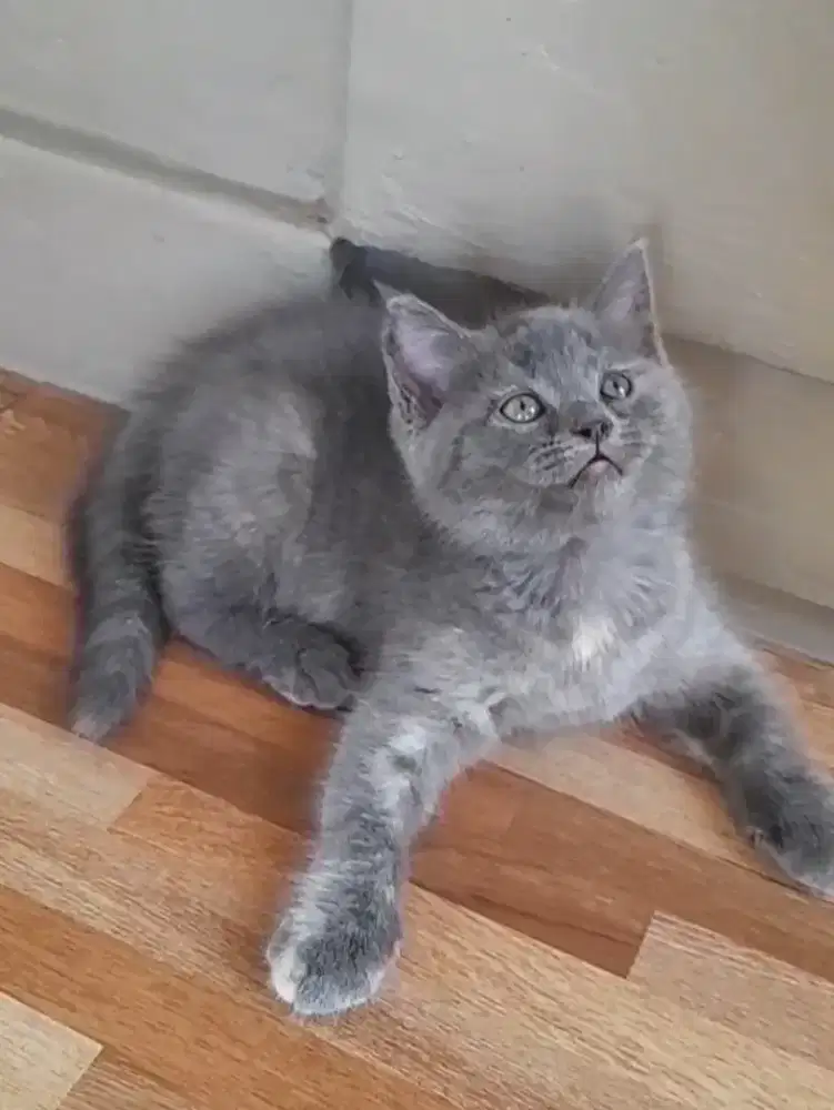 Kitten British shorthair