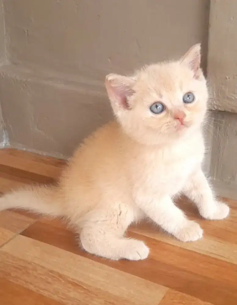Kitten British shorthair