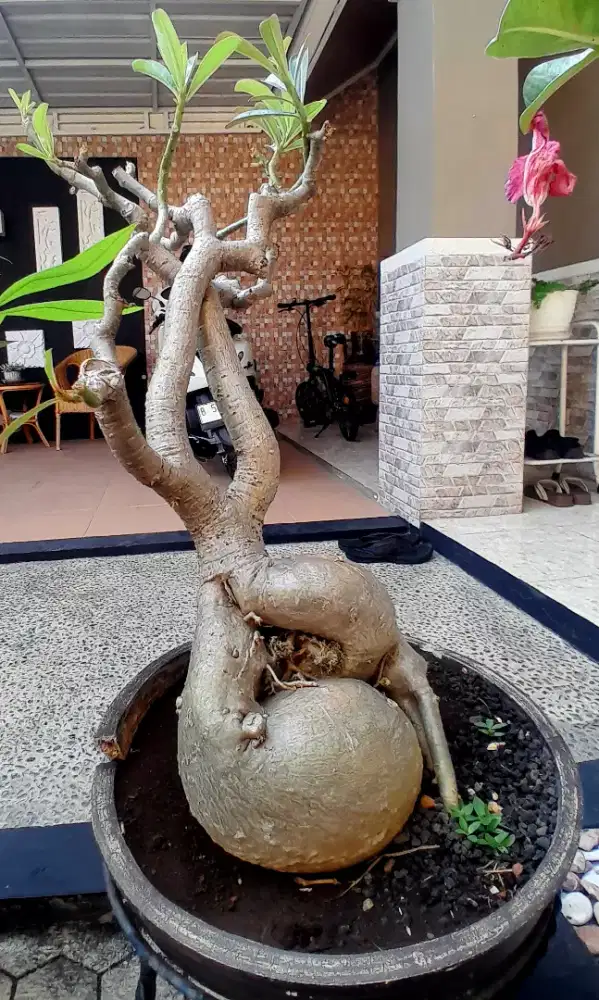 Bonsai bungA Kamboja
