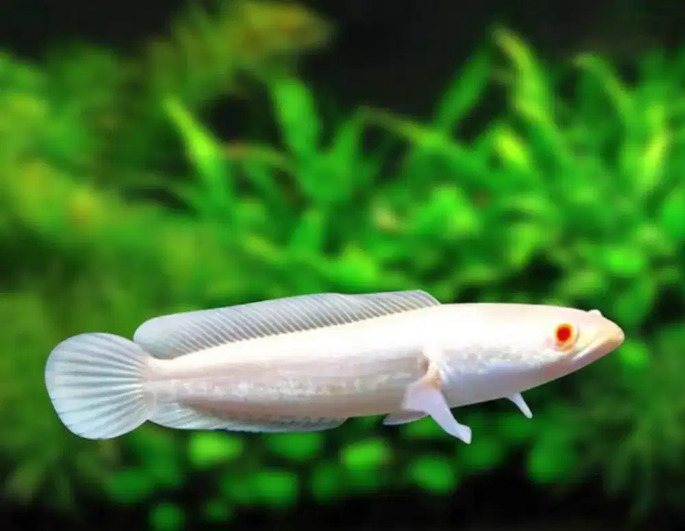 2 channa albino mata merah
