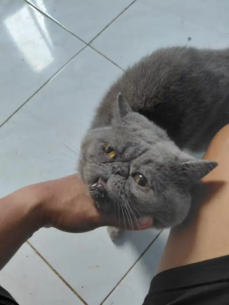 Kucing exotic shorthair jantan blue