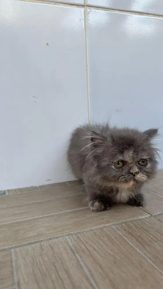 kitten munchkin