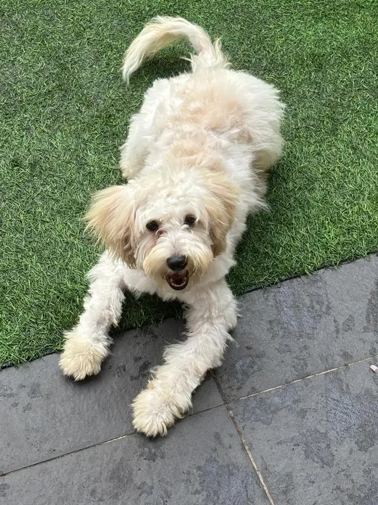 anjing goldendoodle mix