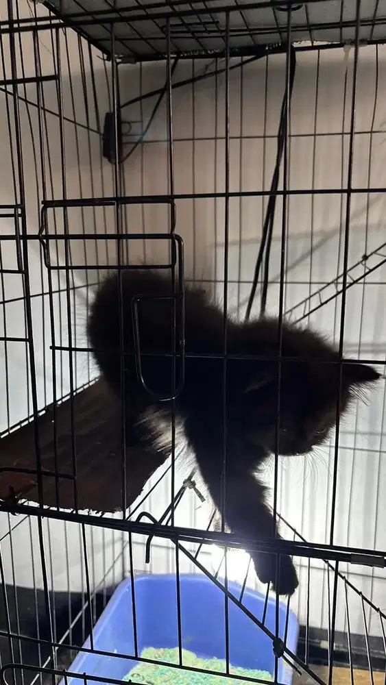 kitten persia black