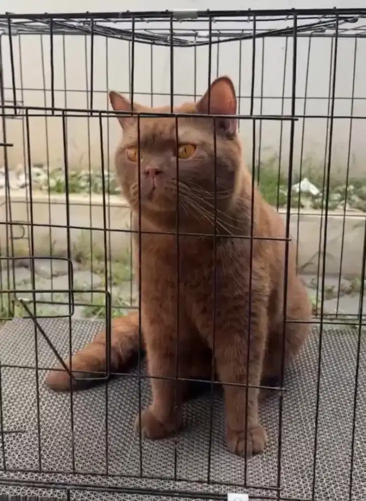 Cinamon Jantan PEDIGREE 1thn birahi